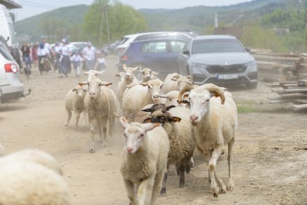 Wiślański Wygón Łowiec przejście owiec